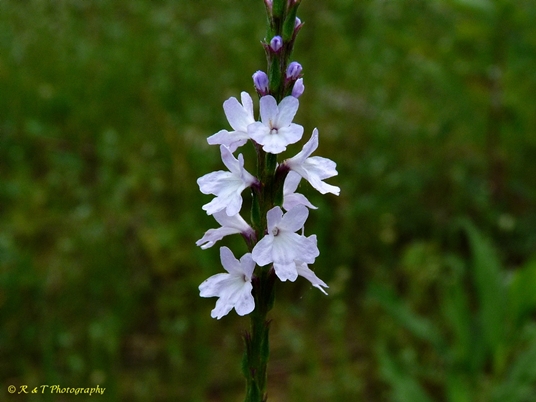 {Verbena simplex}